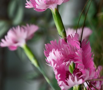 Луговые гвоздики