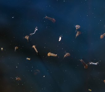 <<Чужие в закрытом космосе>>