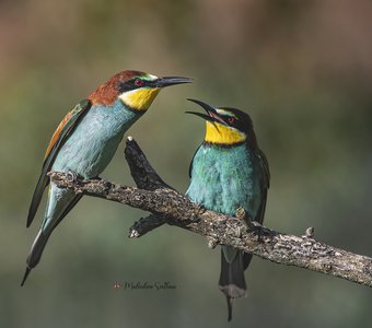 Светская беседа