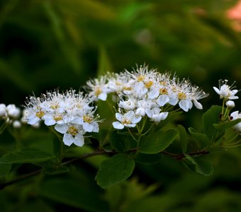Весенние цветы