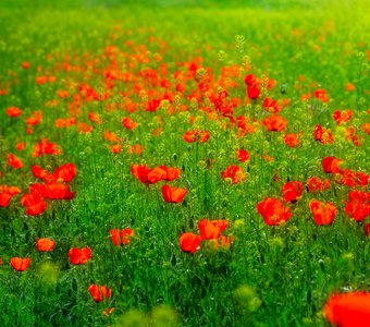 Цветение Чуйской долины