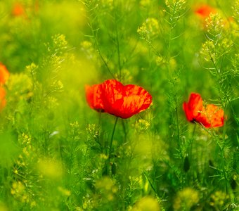 Майские фонарики