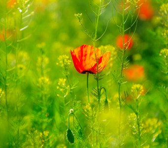 Майские фонарики