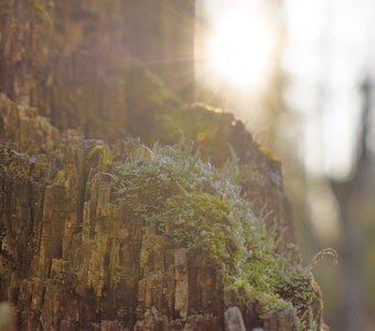 Солнечная кладония