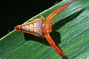 Роскошная Валькенара: паук-треугольник из Австралии