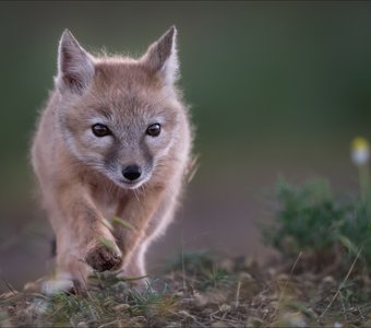 Шаг в неизведанное