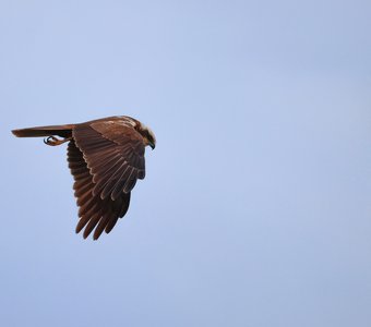 Болотный лунь