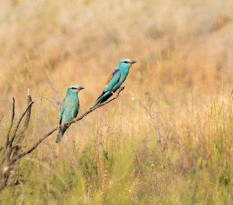 Сизоворонки