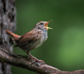 На весь лес!