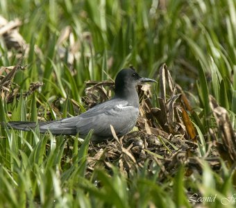 Гнездовые хлопоты Черной крачки