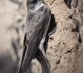 Береговая ласточка (Riparia riparia)
