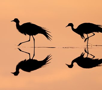 Рассветные отражения