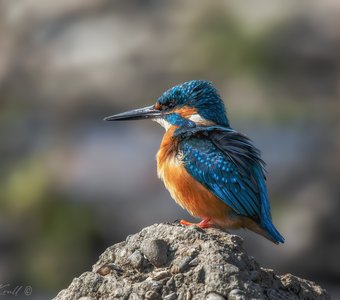 Утренняя охота