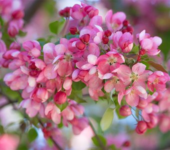 Магия весны