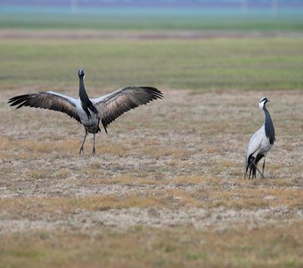 Танцы журавлей-красавок