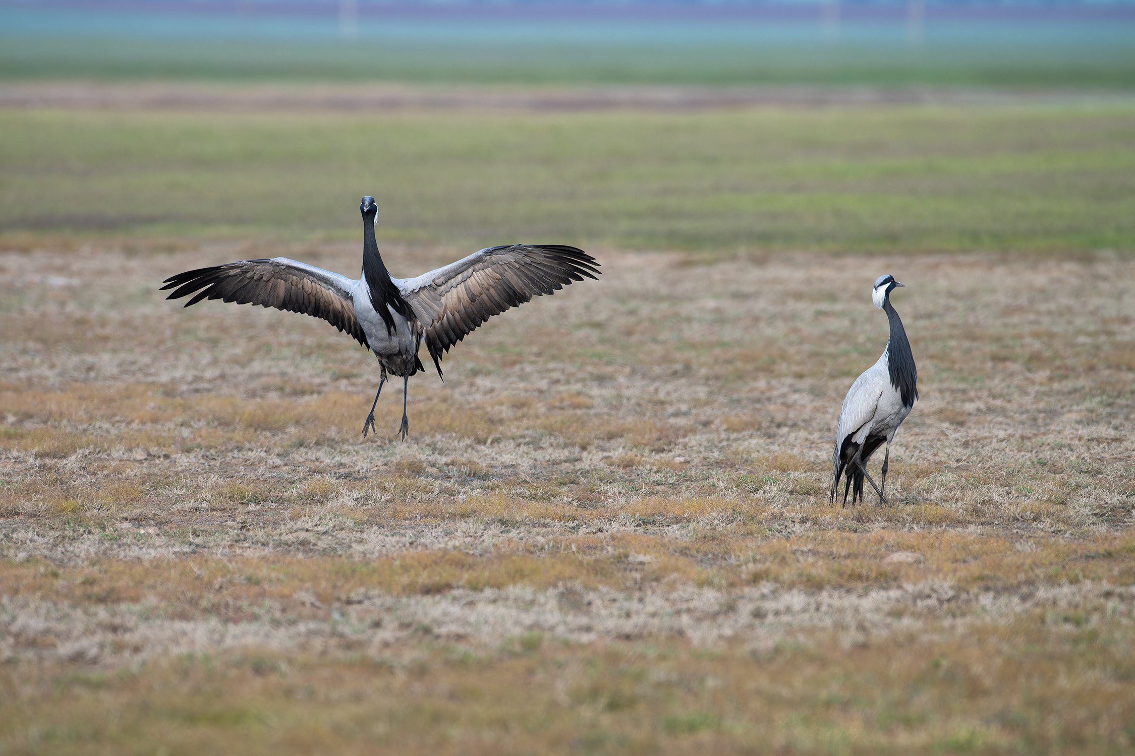 Танцы журавлей-красавок