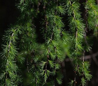 Новые иголки