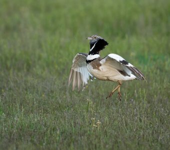 Артист балета