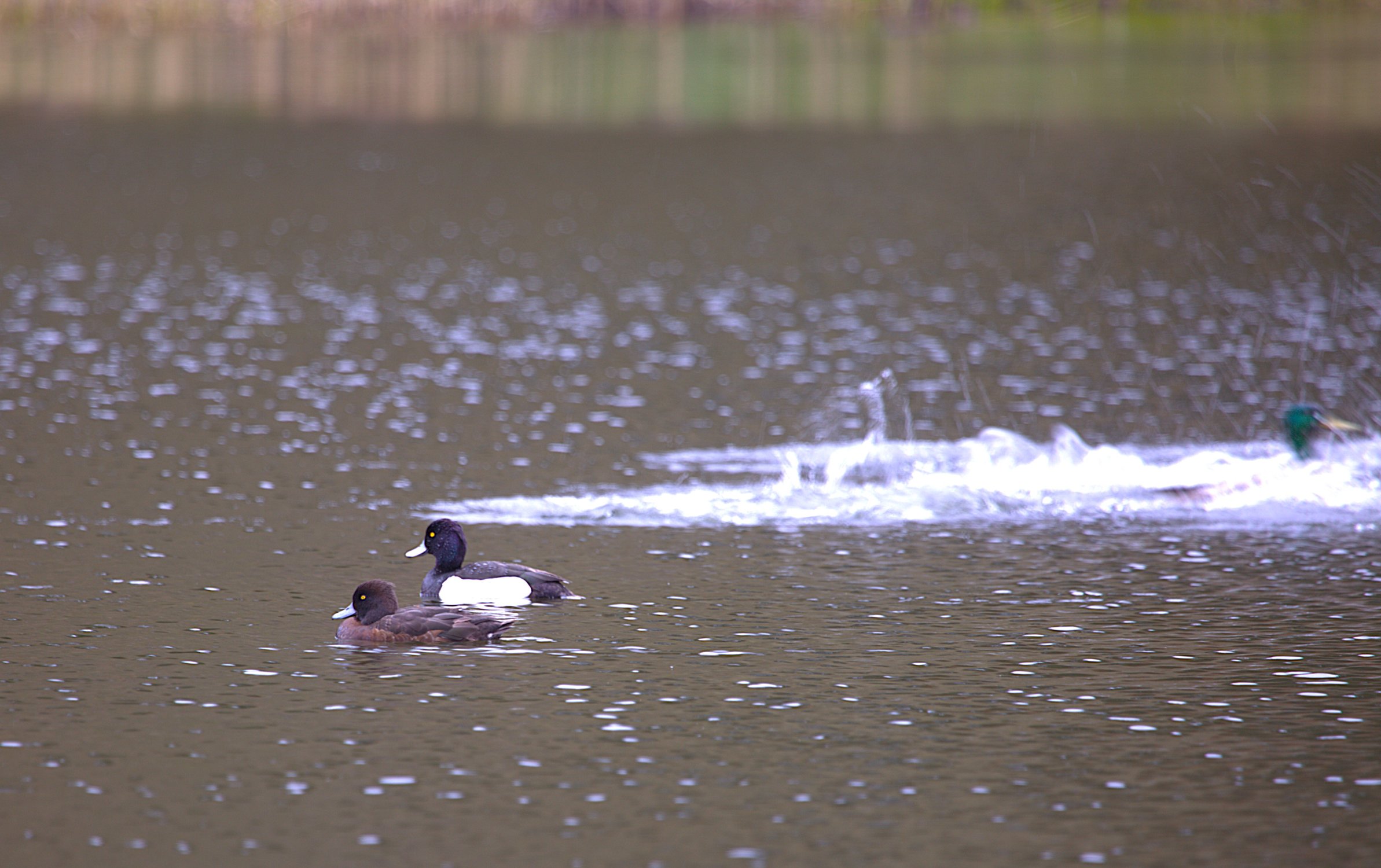 Хохлатая чернеть - пара