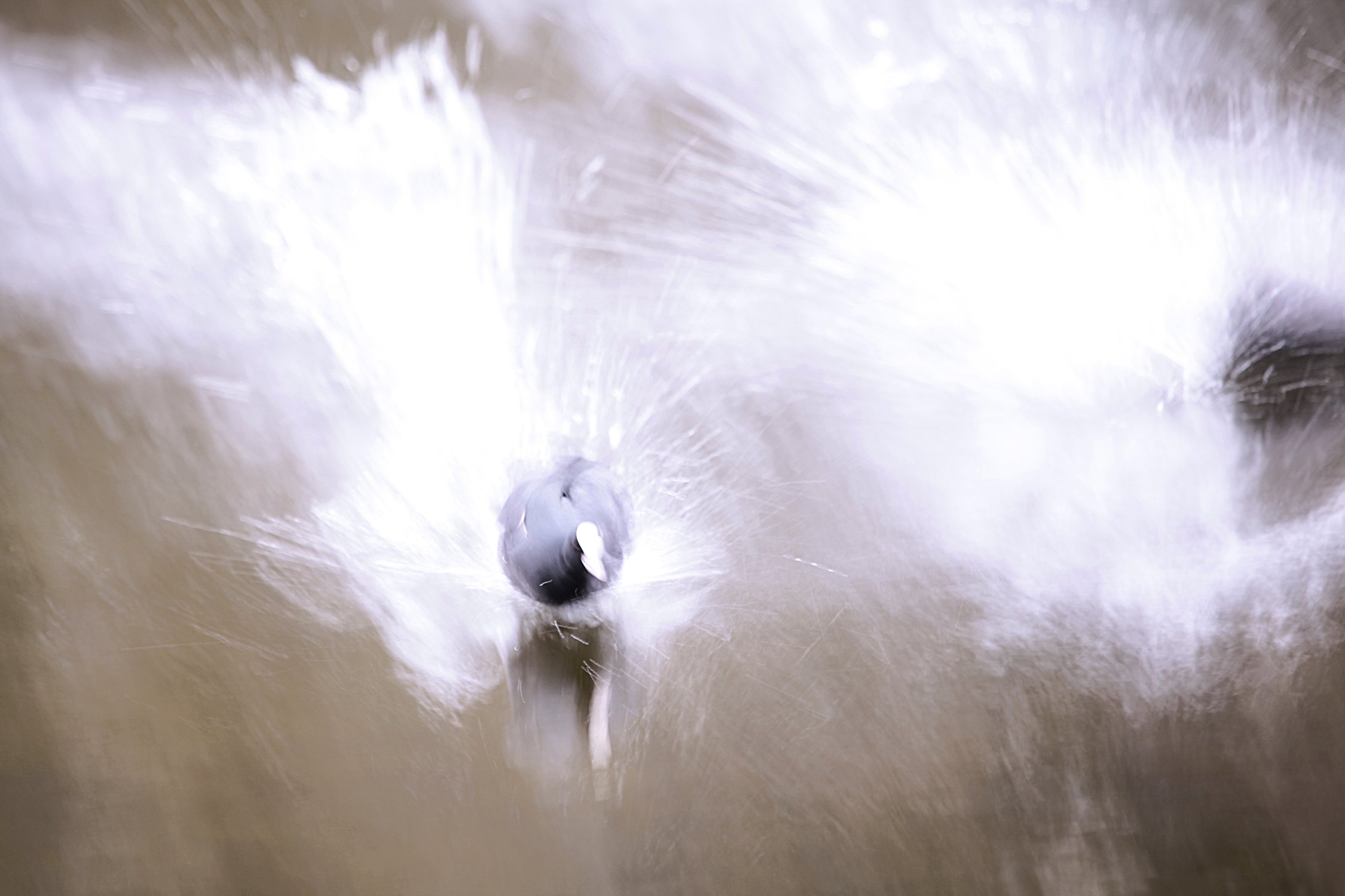 Соперничество лысух на пруду