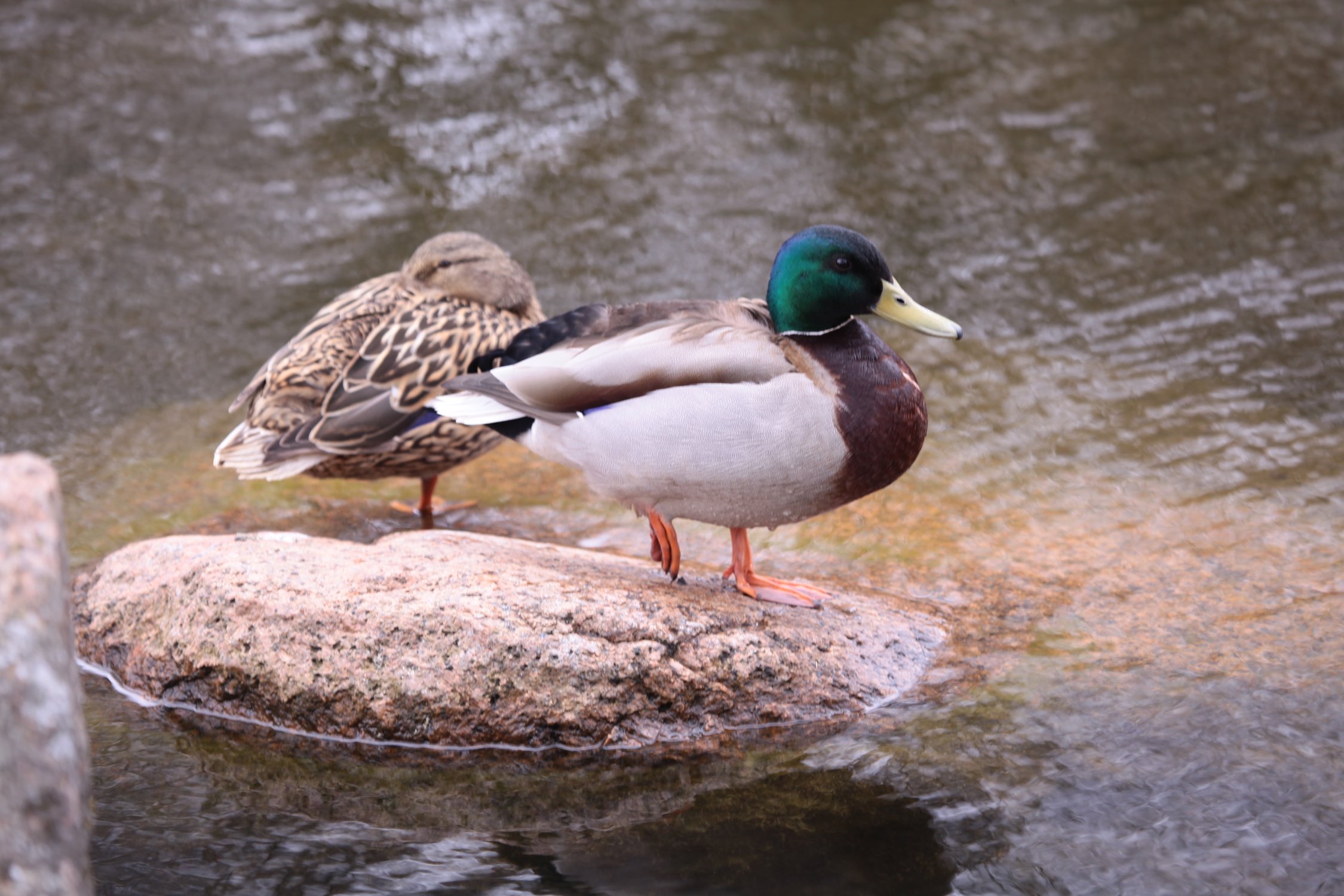 Утки кряквы