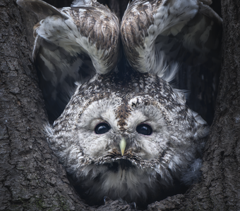 Серая неясыть(Strix aluco)