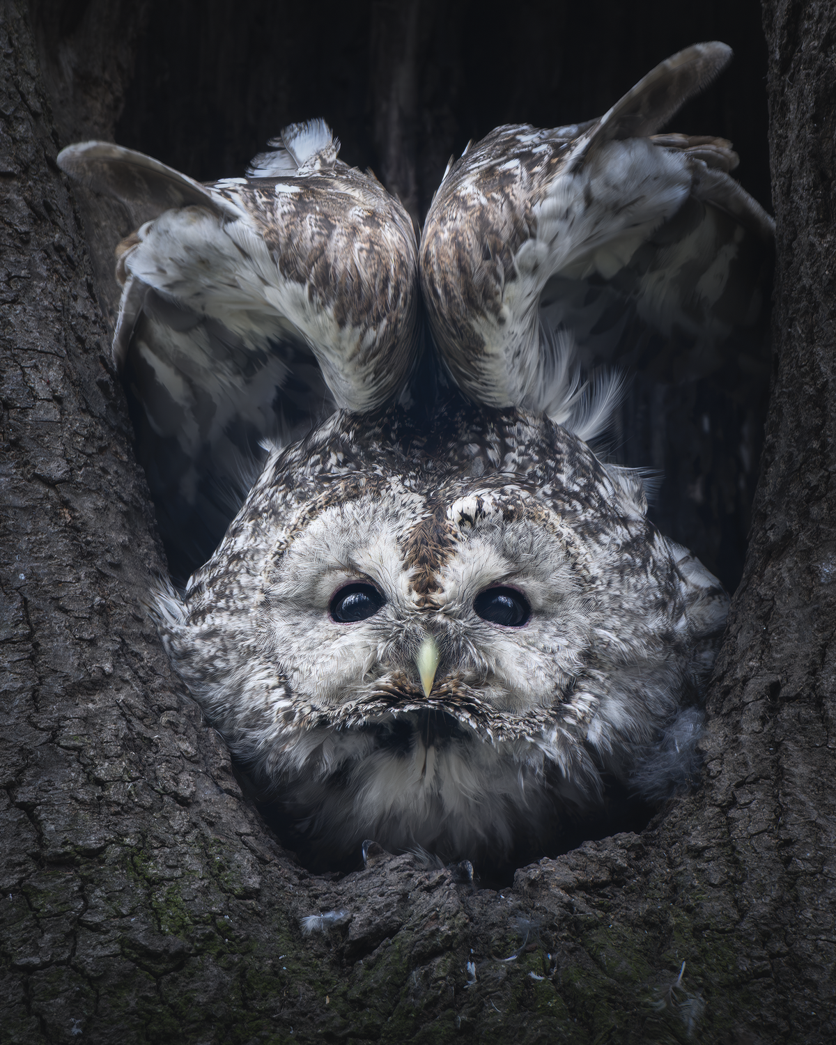 Серая неясыть(Strix aluco)