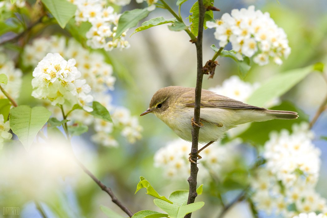 Пеночка-весничка