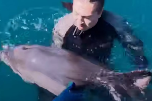 В Крыму нашли дельфина с замотанным клювом