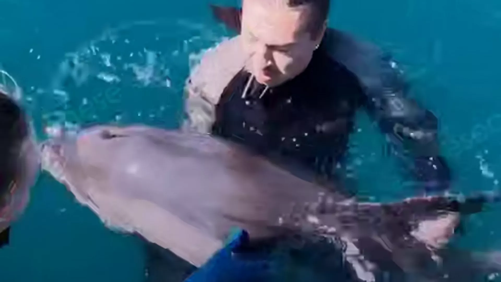 В Крыму нашли дельфина с замотанным клювом