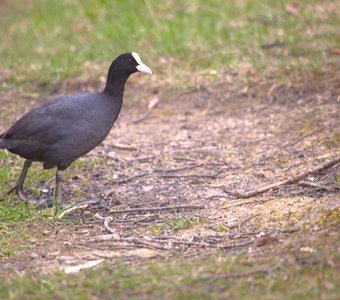 Лысуха в поисках веточек для гнезда
