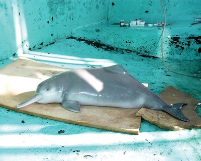 Фото: Wikimedia Commons