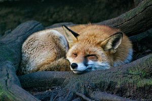 На Сахалине самолет не смог сесть из-за лисы