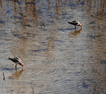 Круги на воде