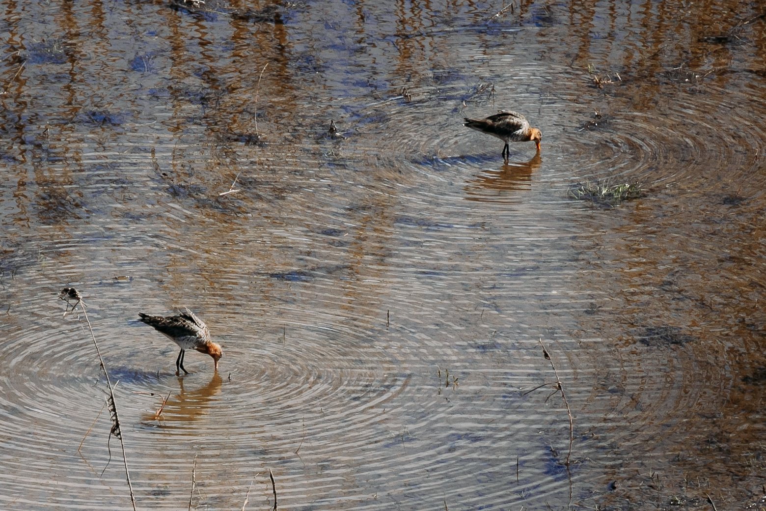 Круги на воде