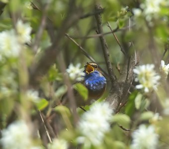 Поющий куст ирги