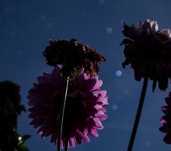 Под звёздами