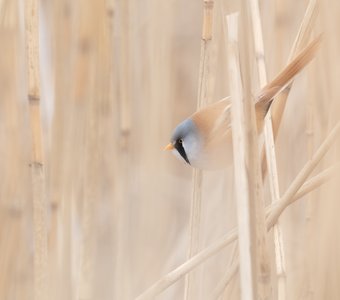 Усатая синица