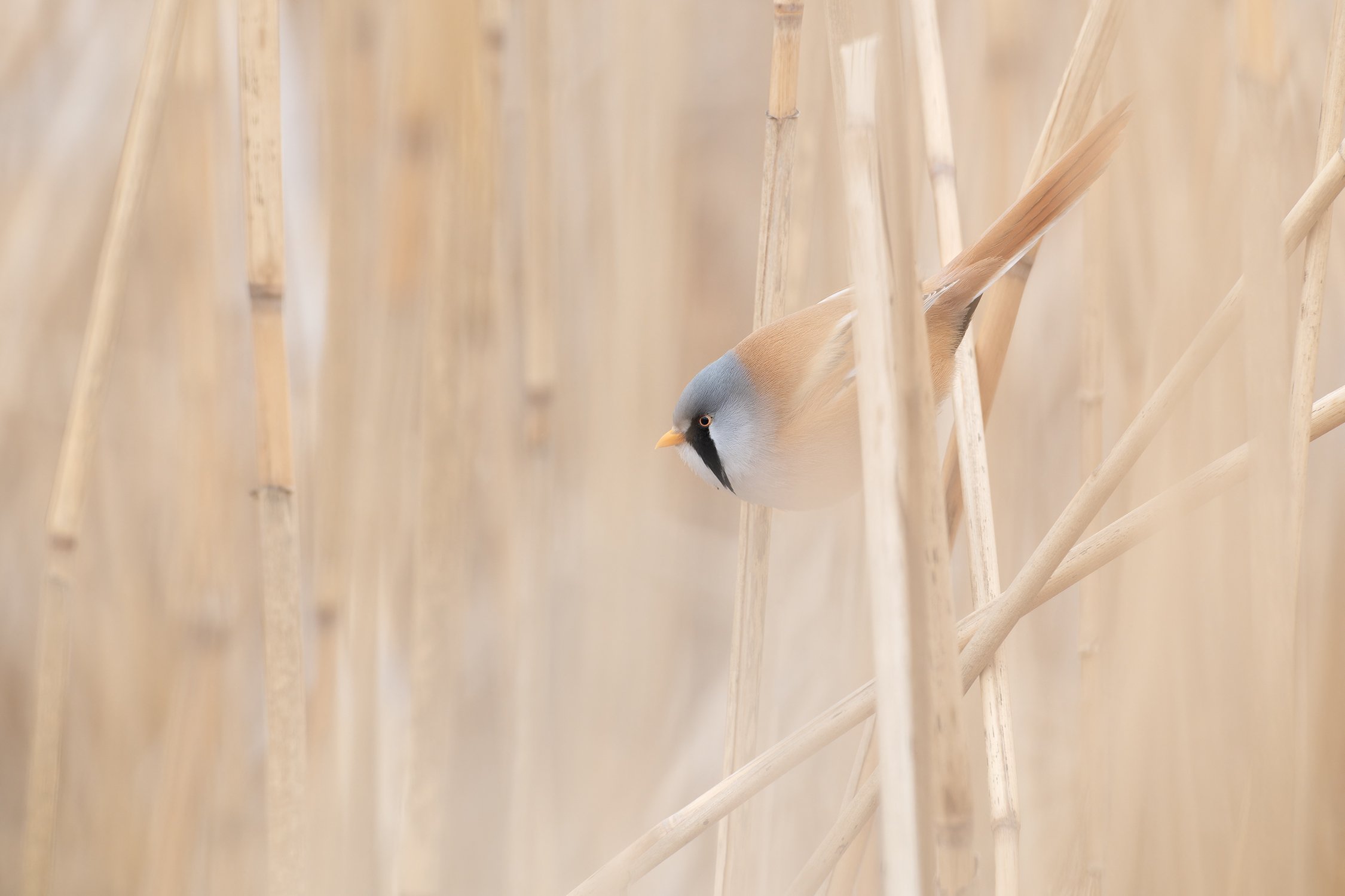 Усатая синица