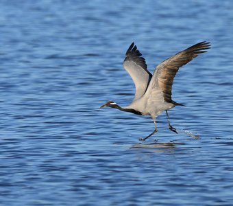 Разбег и взлёт