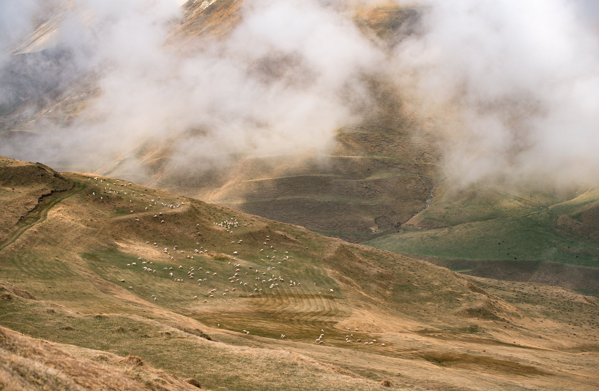 Овечки под облаками
