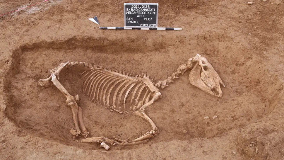 «Любимая лошадь»: трогательная находка на кладбище боевых коней Римской империи