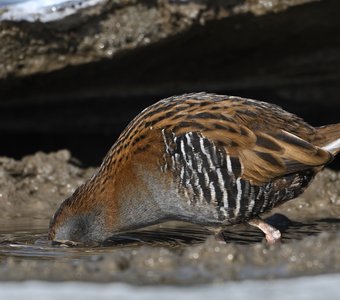 Я тебя всё равно достану!