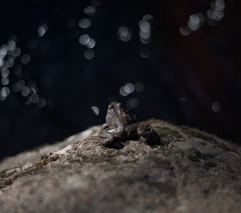 Путь самурая