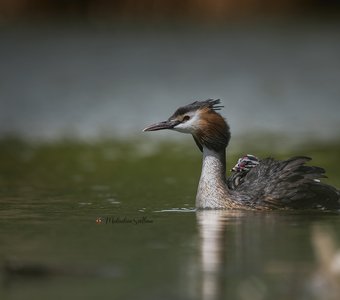Новое поколение.