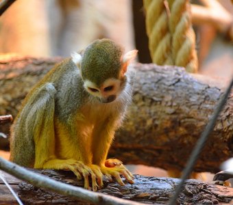 Взгрустнулось что-то...