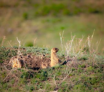 Три байбака