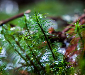 Капельки росы