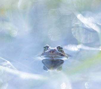 Травяная лягушка