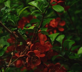 Цветение айвы